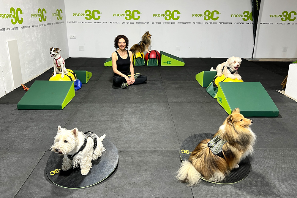 Dise&ntilde;o web Barcelona - Educaci&oacute;n canina Petaneres